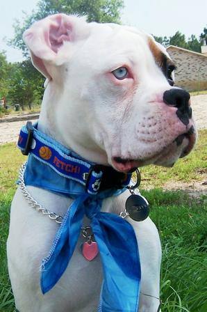 Albino Boxer Puppy