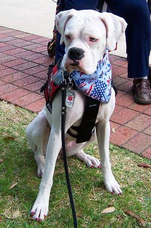 boxer service dog