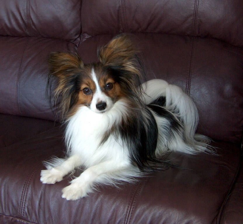 The Papillon Dog Breeds ~ Dog Galleries