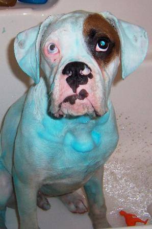 Blue Boxer Dog